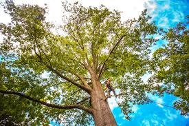 Best Tree Removal  in Pandora, OH