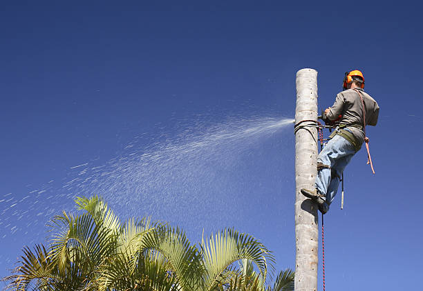 Best Hazardous Tree Removal  in Pandora, OH