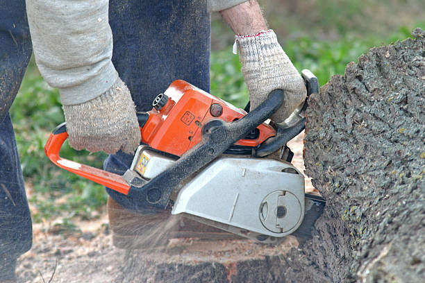 Best Commercial Tree Services  in Pandora, OH