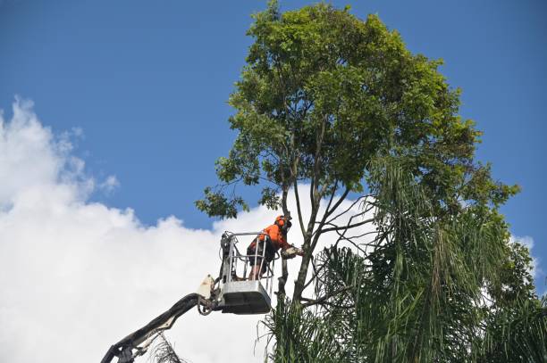 Best Leaf Removal  in Pandora, OH