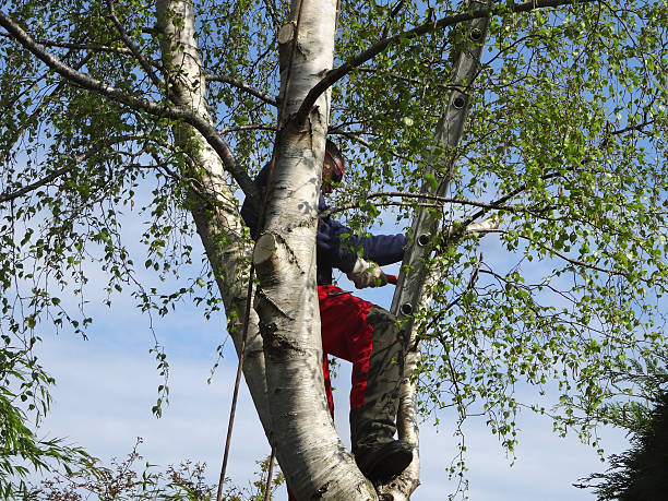 Best Tree and Shrub Care  in Pandora, OH