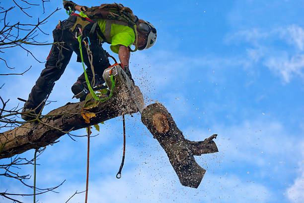 Best Emergency Tree Removal  in Pandora, OH